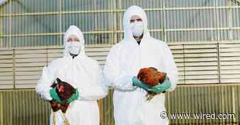The US May Start Vaccinating Chickens Against Bird Flu