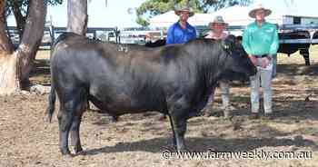 Koojan Hills Angus sire tops the buying at warm sale at Manypeaks