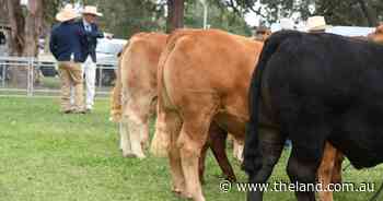 'Meaty' Shorthorn-cross steer awarded champion carcase at Canberra Royal 2025