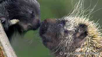 Mother Animal by Helen Jukes: Think giving birth is hard? Try being a porcupine!