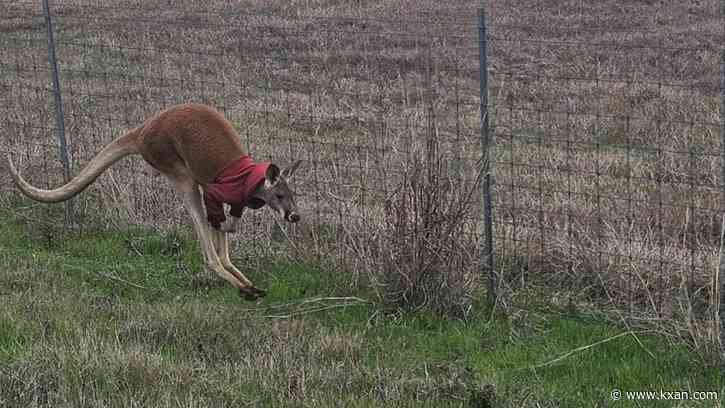 Kangaroo wearing a red jacket found hopping in Central Texas