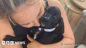 Owner 'gutted' over amputee dog's Crufts ban