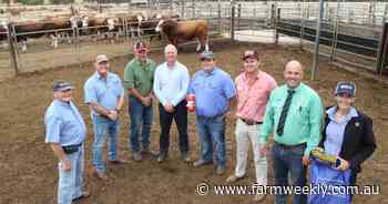 A Simmental sire tops buyer demand at 37th annual sale at Williams