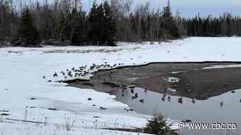 Canada geese found dead in eastern P.E.I. had avian flu, preliminary results show