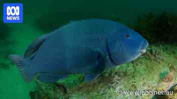 'Bluey' fishing ban extended despite species listed as stable
