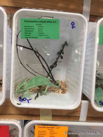 Tierschützer loben das Ulmer Veterinärmt: Es zählt zu den "tierfreundlichsten Veterinärbehörden Deutschlands"