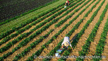 Bio-Anbau Deutschland: Mehr Gemüse aus ökologischem Anbau