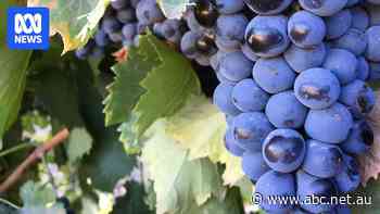 Wine grape growers demand safeguards for industry in 'crisis'