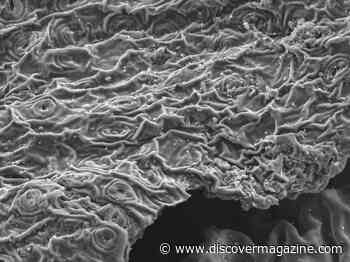 Brewing Tea Lifts Lead and Other Heavy Metals from Water