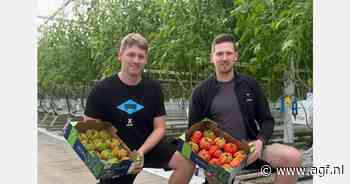 Eerste Coeur de Boeuf tomaten en paprika’s