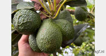 30% Marokkaanse avocado-oogst hangt nog steeds aan de bomen