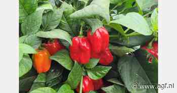 "Beschikbaarheid Spaanse paprika's wordt uitdagend in de staart van het seizoen"