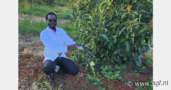 Klimaatverstoring vertraagt avocado-oogst in Kenia