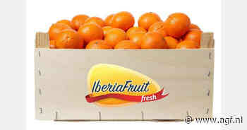 "Ortanique mandarijnen trekken momenteel de aandacht"