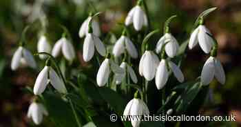 The beautiful spots where you can see snowdrops in south east London