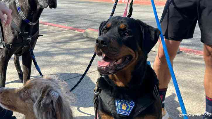 Austin dog therapy group hopes to expand