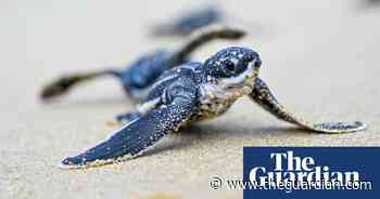 Week in wildlife: a turtle hatchling, a curious marmoset and an oarfish