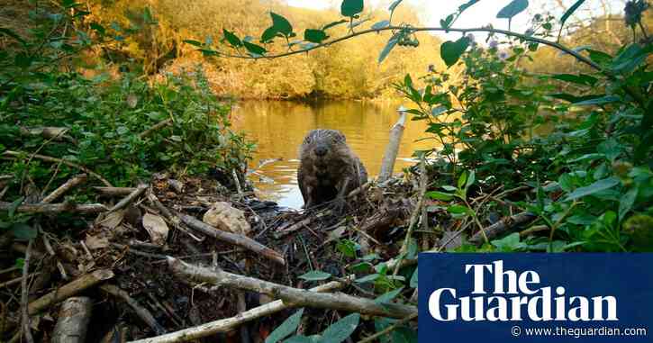 ‘Ultimate bringers of life’: How one Cornwall farmer is using beavers to stop flooding