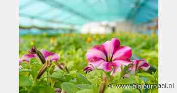 Bio sierteelt: iets voor jou?