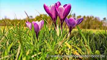 Krokusblüte in Zavelstein: Jetzt warten alle auf die Frühlingsboten
