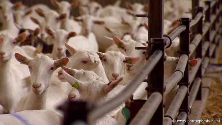 Geitenhouders niet blij met onduidelijkheid na gezondheidsonderzoek