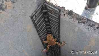 Gemeente plaatst paddentrappen in straat- en trottoirkolken