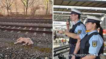 (K)ein Tier im Gleis: Polizei München rettet Plüsch-Hund vor dem Zug