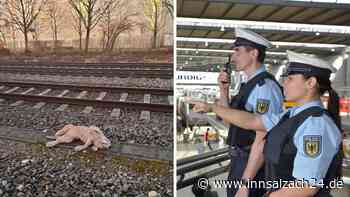 (K)ein Tier im Gleis: Polizei München rettet Plüsch-Hund vor dem Zug