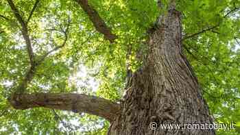 Querce nel parco e laboratori per i bambini. Così i volontari del verde aiutano il municipio