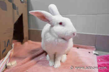 Adoptable Pet of the Week: Banni