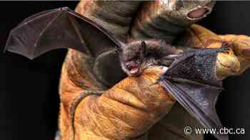 Rabies found in Hamilton bat, person exposed receiving medical care, says public health