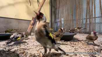 Vierhonderd zangvogels in beslag genomen in Zuid-Limburg: “Illegaal gevangen en ringen vervalst”