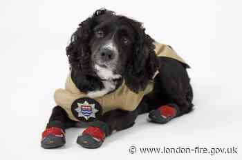 Fire Investigation Dog, Sherlock, retires after distinguished career