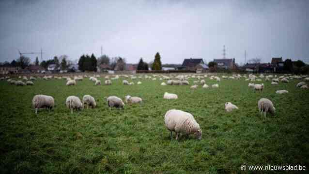 250 schapen zorgen voor feestmaal voor de koeien