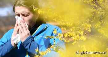 Allergy sufferers beware: B.C. to see intense pollen season