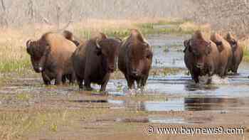 Wild horses and bison roam freely at Paynes Prairie Preserve State Park near Gainesville