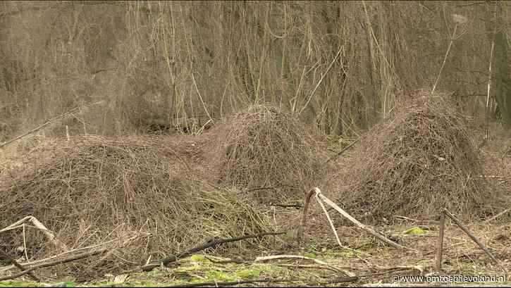 Almere - Staatsbosbeheer erkent problemen klimplant bosrank: 'Probleem voor jong bos'