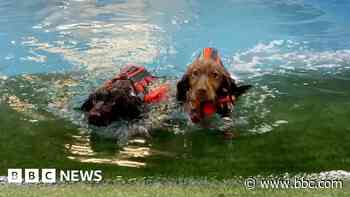 Police pups practise their doggy paddle