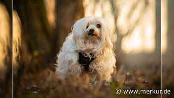 Tierheim sucht Zuhause für Hundeoma – „Zeit ihres Lebens zum Betteln missbraucht“