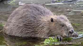 The beaver is BACK! Furry river creatures will be released into the wild in England for the first time in over 400 years to defend farmland from flooding