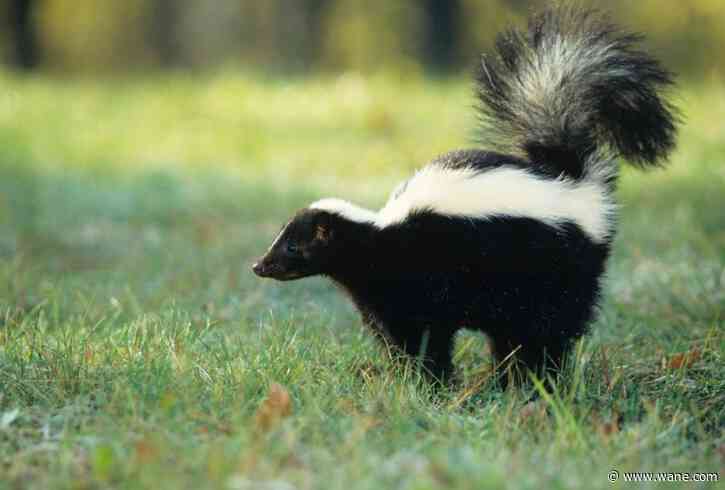 What's that smell? : DNR talks skunks and how much love can stink