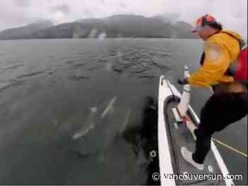Watch: B.C. man in close encounter with dolphin pod while shooting video with watercraft
