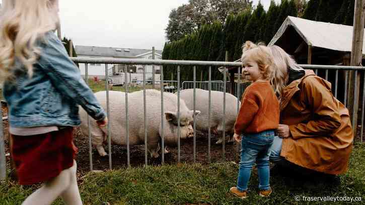 Free farm event aims to get more Chilliwack families, kids interested in gardening, food security