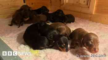 Dachshund surprises owner with 11 puppies