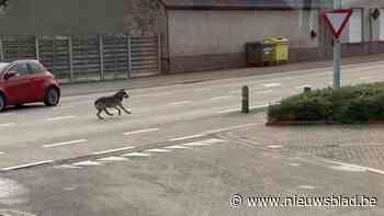 Wolf op bezoek in Geel en Westerlo: “We zitten nu midden in het zwerfseizoen”