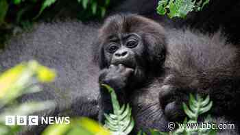 Nations salvage funding deal to reverse wildlife decline