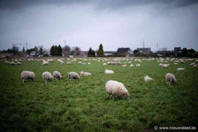 Hoe 250 schapen in Rotem zorgen voor een feestmaal voor de koeien