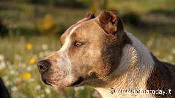 Paura da pitbull, sequestrati due cani sul litorale. Avevano aggredito una ragazza
