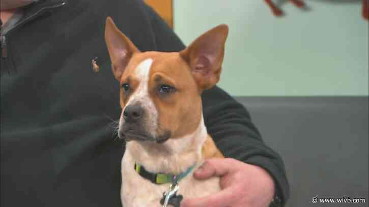 Hercules is a 'snuggle bug' and needs a forever home