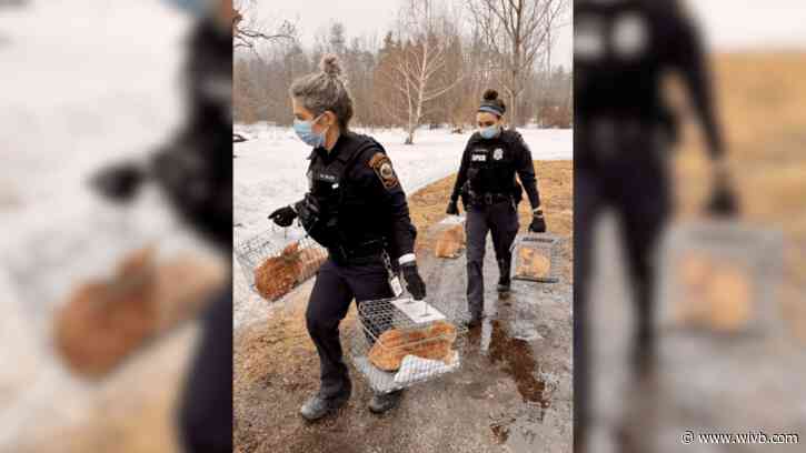 Erie County SPCA rescues 22 cats from Angola home